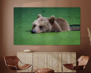 Brown bear in water by Randy van Domselaar