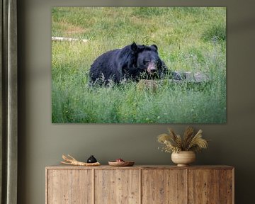 Kraag beer by Randy van Domselaar