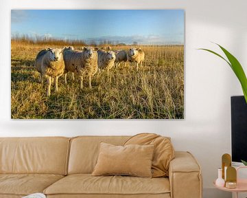 Rij schapen in dikke wintervacht van Ruud Morijn