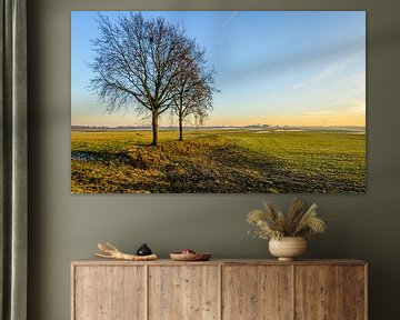 Twee kale bomen in een weids polderlandschap