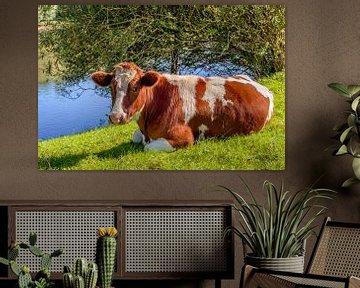 Roodbonte koe herkauwend in het gras van Ruud Morijn