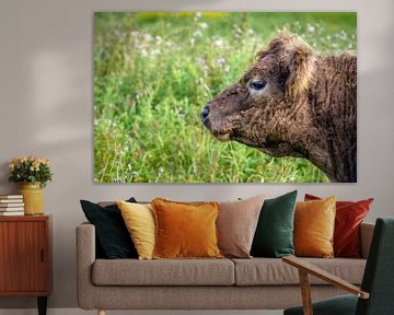Portret van een Galloway stier van Ruud Morijn