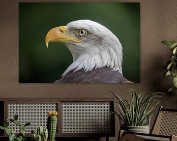 American Bald eagle by Edwin Butter