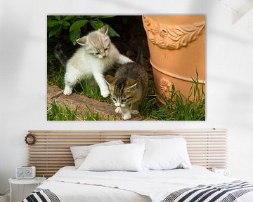 Kitten by Rene van der Meer