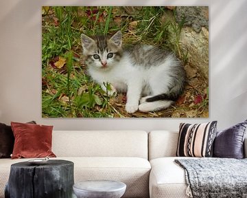 Jonge kat, kitten, poes, 