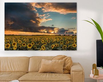 sunsetflowers van Jaco Verheul