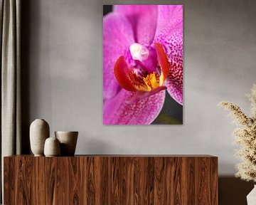 Phalenopsis Pink van Mark Verwey