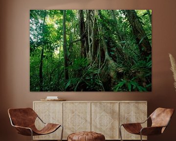Tropical rainforest with wild vegetation and trees, Panama by Nature in Stock