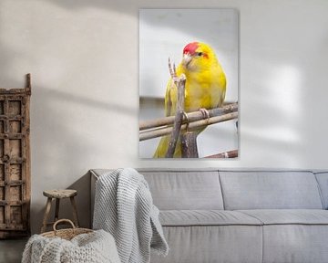 Kakariki