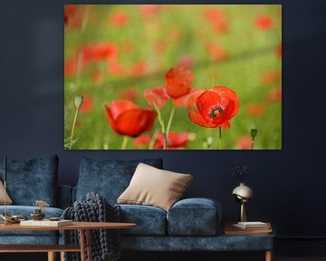 Rote Mohnblumen in einem Mohnblumenfeld von iPics Photography