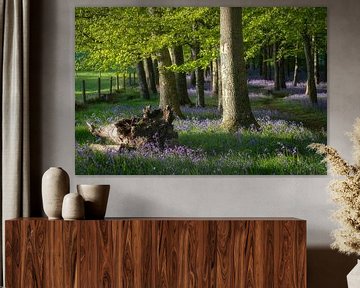 La lumière tombe dans la forêt de jacinthe des bois sur Roelof Nijholt