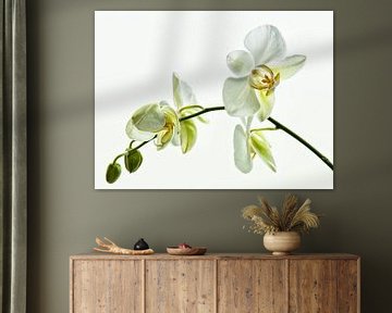 Orchidées blanches sur Ellen Driesse