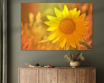 Sonnenblume im Sonnenlicht van zwergl 0611