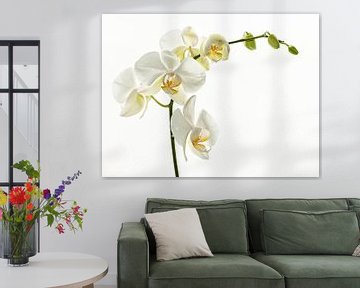 Witte Orchideae von Ellen Driesse