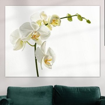 Orchidées blanches sur Ellen Driesse