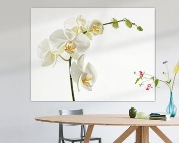 Orchidées blanches sur Ellen Driesse