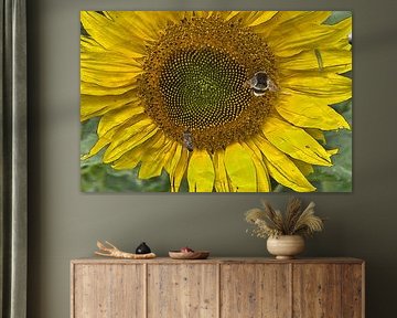Sonnenblume 5