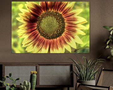 strahlende Sonnenblume
