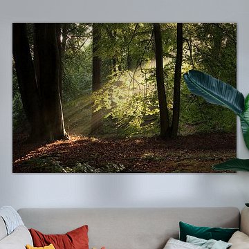 Zon door de bomen Hoge Veluwe