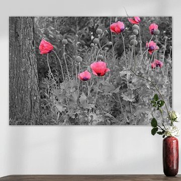 Klaprozen zwart/wit met kleur