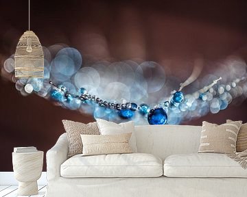 Drops on a morning star fluff 3 by Bert Nijholt