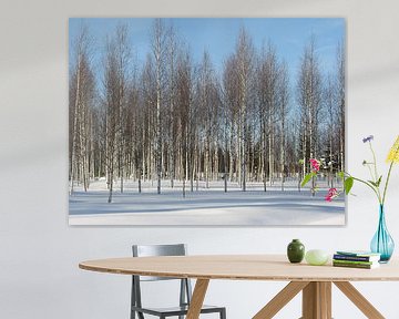 Birch trees Lapland
