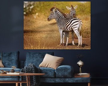 Zwei junge Zebras, Südafrika von W. Woyke
