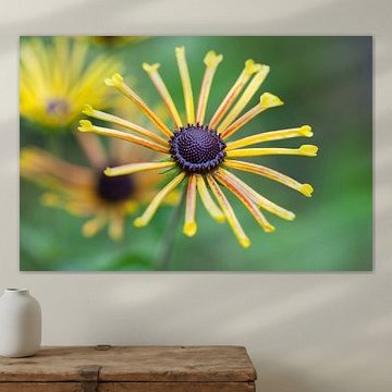 Coneflower (Rudbeckia submentosa 'Henry Eilers')