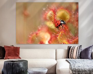 Lieveheersbeestje loopt over de zonnedauw by Incanto Images