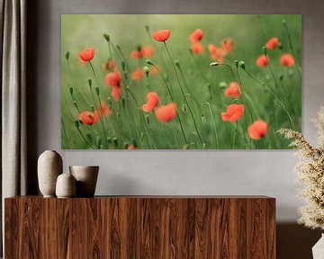 A lot of poppies by Jacqueline Gerhardt