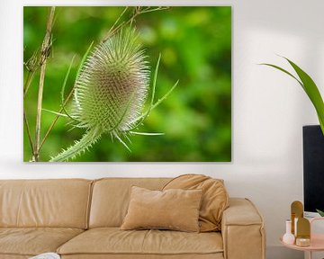 Distel Bloem Flower van Fotografie Sybrandy