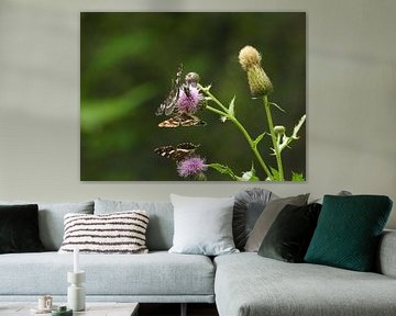 Vlinders op een distel (Friesland) landkaartje van Fotografie Sybrandy