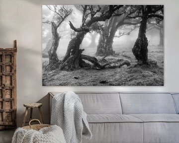 Oude bomen in zwart-wit von Michel van Kooten