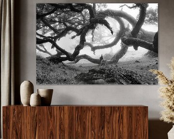 Bijzondere boom in Madeira van Michel van Kooten