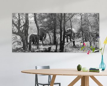 Elephants in South African bushveld by joey berkhout