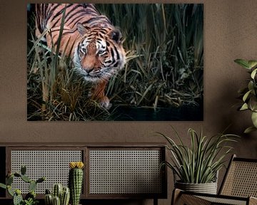 tiger on the hunt by Joachim G. Pinkawa