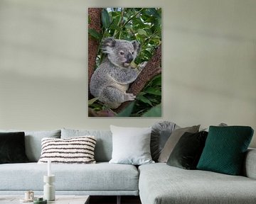 Koala (Phascolarctos cinereus) jong van 11 maanden zittend in een boom, Australië