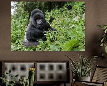 Gorille de montagne (Gorilla gorilla beringei) dos argenté à flanc de montagne dans le parc national sur Nature in Stock