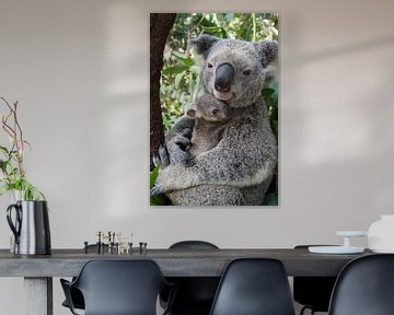 Koala (Phascolarctos cinereus) moeder knuffelt haar zeven maanden oude baby, Australië van Nature in Stock