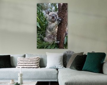 Koala (Phascolarctos cinereus) moeder met haar zeven maanden oude baby in een boom, Queensland, Aust