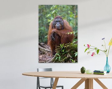 Borneose Oran-oetan (Pongo pygmaeus) portret van Nature in Stock