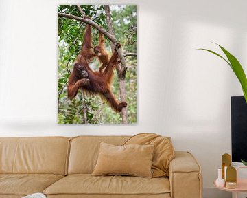 Borneo Oranutan (Pongo pygmaeus) mother and child hanging from a tree branch by Nature in Stock