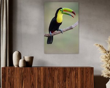 Zwavelborsttoekan (Ramphastos sulfuratus) roepend op een tak