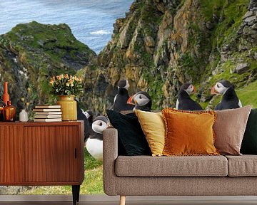 Puffins (Fratercula arctica) at the coast on the edge of a cliff by Nature in Stock