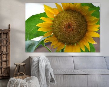 zonnebloem sunflower