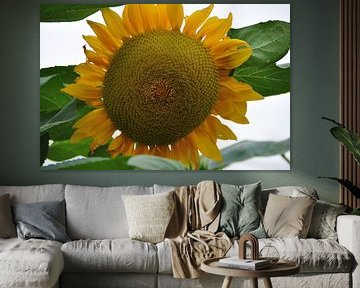 zonnebloem/ sunflower