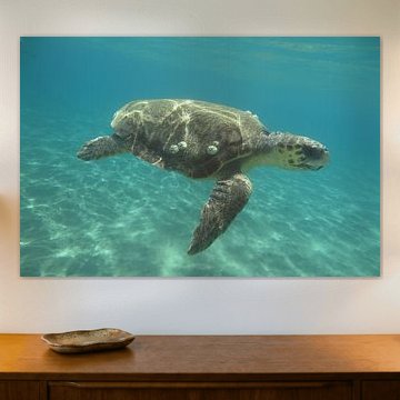 Zeeschildpad in Zakynthos