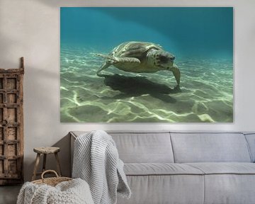 Zeeschildpad in Zakynthos van Daniëlle van der meule