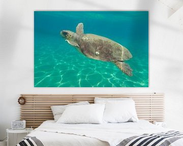 Zeeschildpad in Zakynthos van Daniëlle van der meule