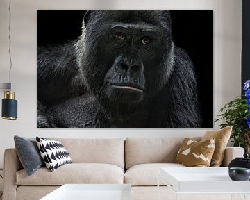 gorilla by Joachim G. Pinkawa